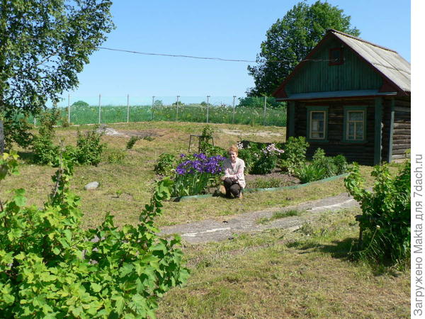 Гортензия метельчатая "Киушу" в костромской деревне