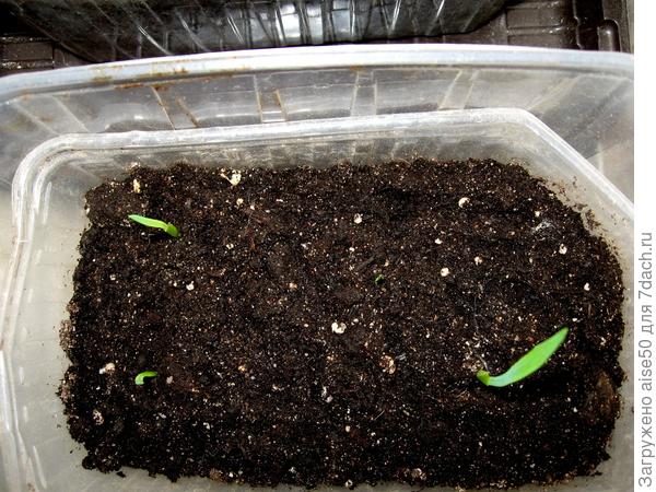 Выращивание рассады гладиолусов