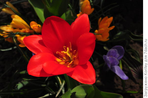 Зацвели первые тюльпаны и первоцветы. Заходите посмотреть!