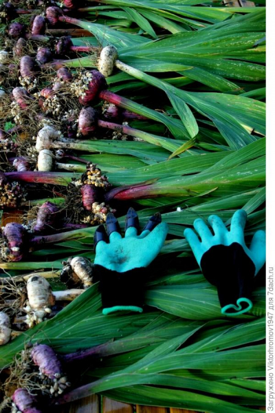 Тестирование перчаток Garden Genie Gloves. Тест 4: выборка луковиц гладиолусов