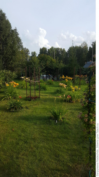 Лилейники в саду. Цветение, сорта. Фото