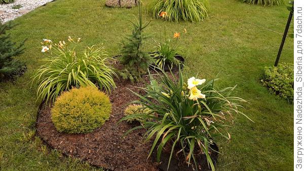 Лилейники в саду. Цветение, сорта. Фото