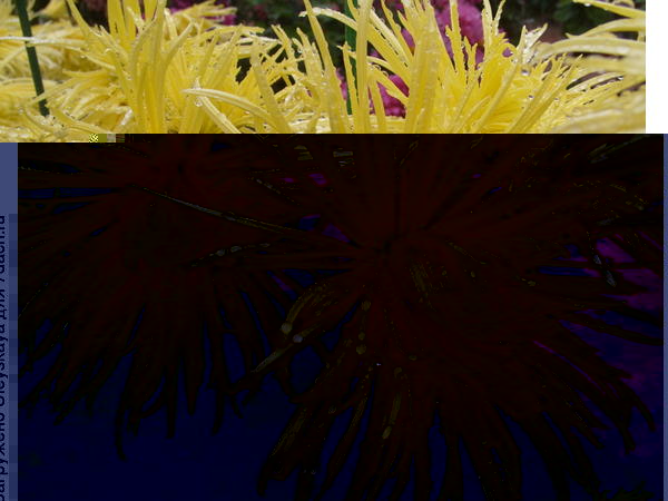 Бал хризантем 2014: новые сорта. Фото