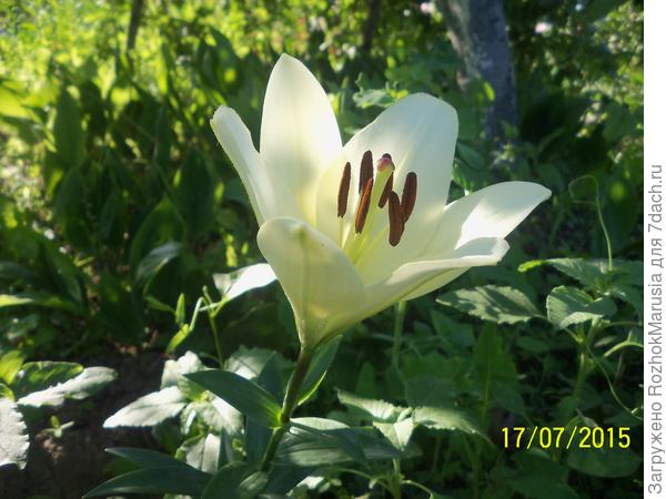 Белая лилия, или Как расцветал мой Аполлон в саду