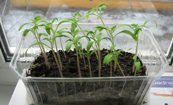 Как вырастить рассаду помидоров