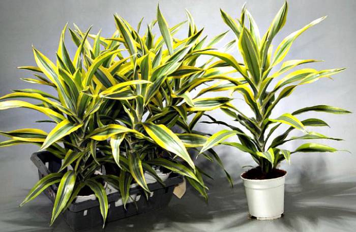 10 лучших комнатных растений для снятия стресса