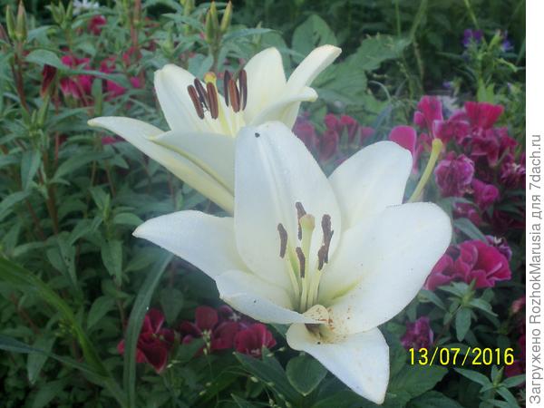 Белая лилия, или Как расцветал мой Аполлон в саду