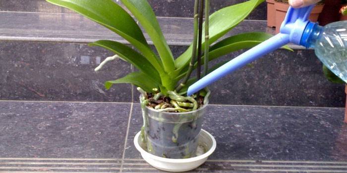 Когда пересаживать орхидею правильно в домашних условиях
