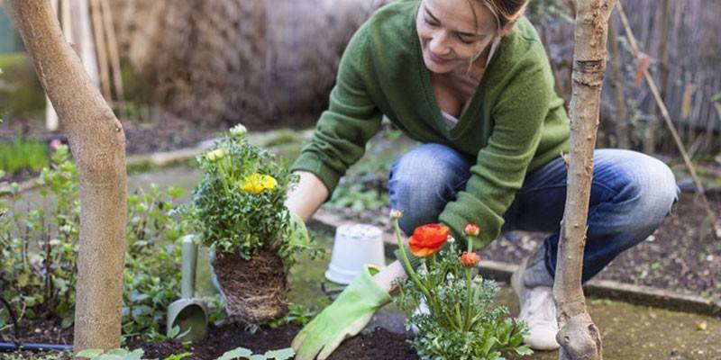 Лютики садовые – посадка и уход в домашних условиях и открытом грунте