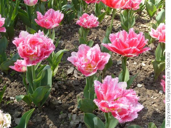 Бахромчатые тюльпаны: сорта, фото