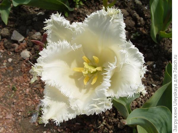 Бахромчатые тюльпаны: сорта, фото