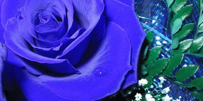 Существуют ли синие и голубые розы, где растут и сколько стоят