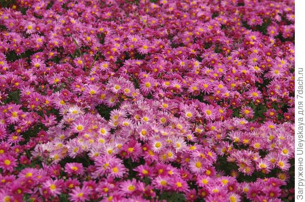Балы хризантем 2015 - 2016: сорта в массовом цветении. Фото