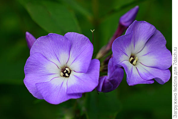 Флокс метельчатый 'Успех': описание сорта и особенностей цветения. Выращивание и уход, размножение черенками, фотографии