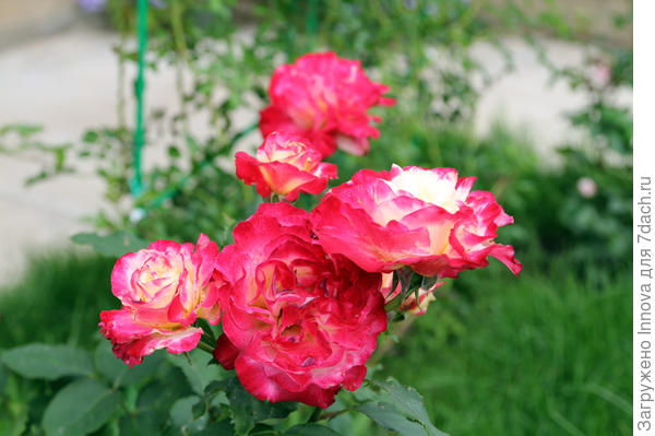Розы для выращивания в Подмосковье. Сорта, описание, фото