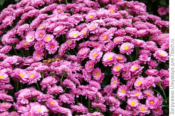 Балы хризантем 2015 - 2016: сорта в массовом цветении. Фото