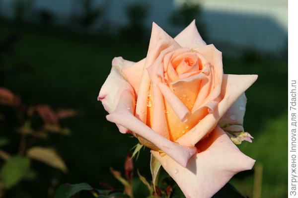Розы для выращивания в Подмосковье. Сорта, описание, фото