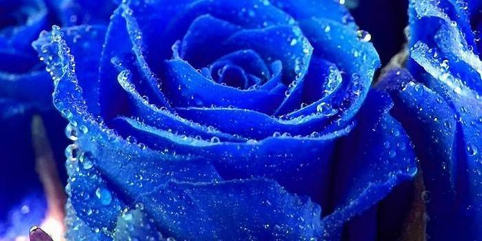 Существуют ли синие и голубые розы, где растут и сколько стоят