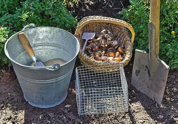 Как защитить луковицы от полевок