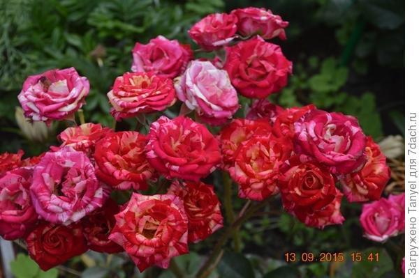 Выращивание роз на Урале. Описание сортов. Фото