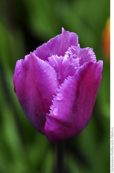 Бахромчатые (орхидные) тюльпаны: описание, уход, фото сортов