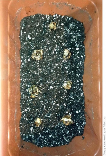 Посадка на рассаду луковиц-деток гибридов лилий Мартагон. Фото