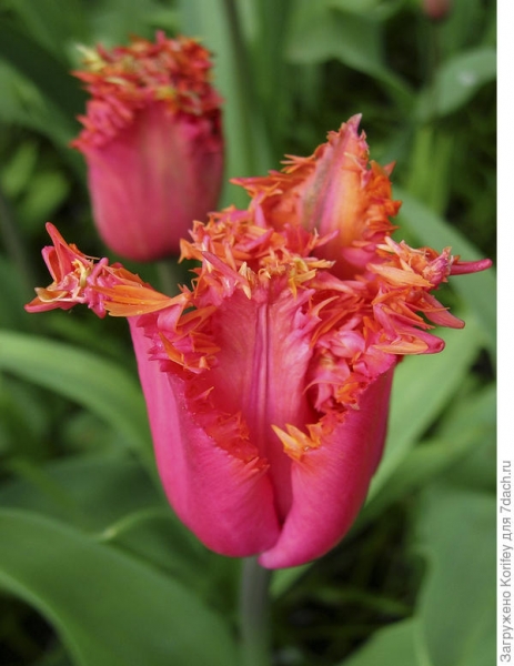 Бахромчатые (орхидные) тюльпаны: описание, уход, фото сортов