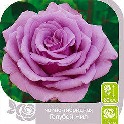 Королевский отбор: выбираю розы для ароматной коллекции