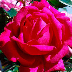 Королевский отбор: выбираю розы для ароматной коллекции