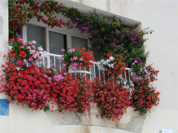 Как выращивать цветы на балконе