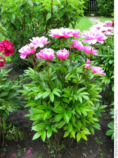Травянистые пионы в вашем саду: разнообразие сортов, описание, фото. Часть 3