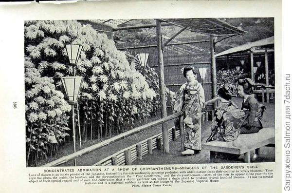 История любви японцев к хризантемам
