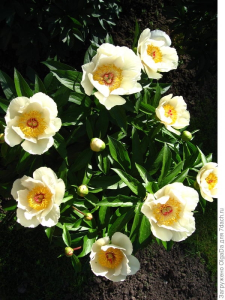 Травянистые пионы в вашем саду: разнообразие сортов, описание, фото. Часть 1