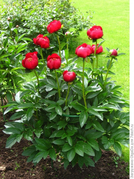 Травянистые пионы в вашем саду: разнообразие сортов, описание, фото. Часть 3