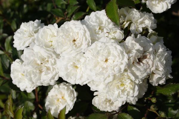Белые розы: выбираем надежные сорта