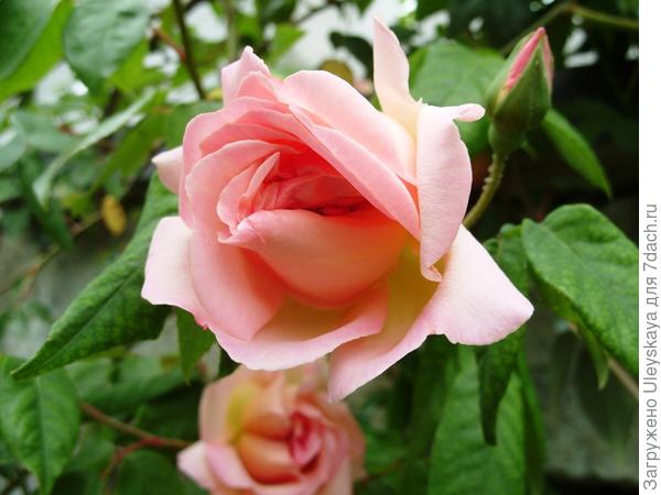 Мастер-класс: создание (гибридизация) нового сорта розы