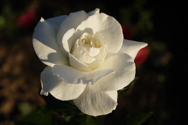 Белые розы: выбираем надежные сорта