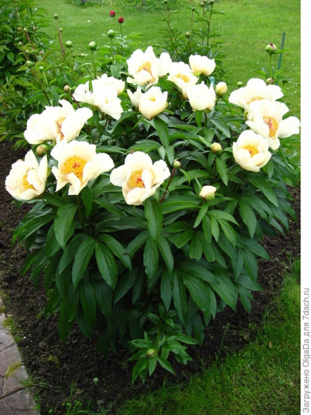 Травянистые пионы в вашем саду: разнообразие сортов, описание, фото. Часть 1