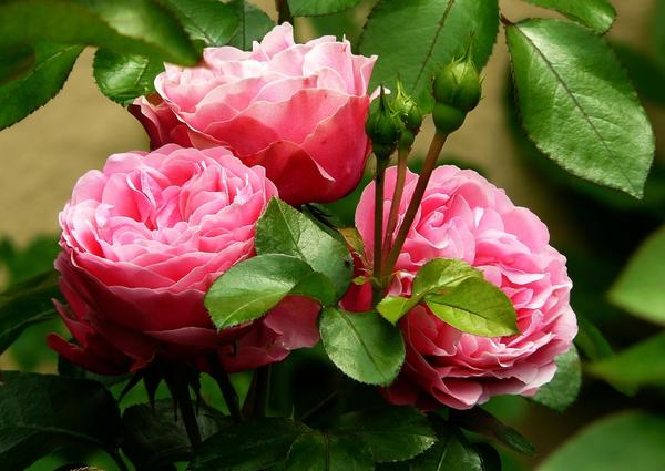 Уход за розами летом: полив, мульчирование, рыхление, удаление диких побегов и сорняков