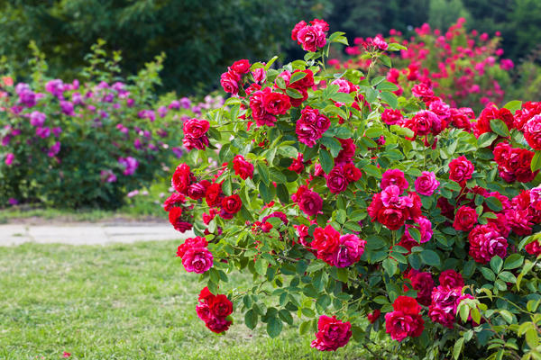 Чем подкармливать розы, чтобы они непрерывно цвели все лето