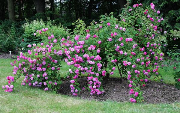 Уход за розами летом: полив, мульчирование, рыхление, удаление диких побегов и сорняков