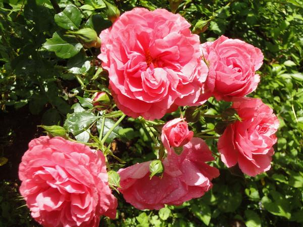 Какие подкормки нужны розам: 10 правил внесения удобрений