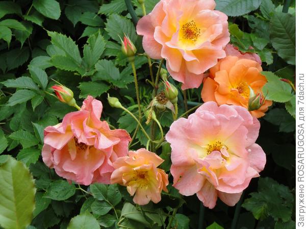 Какие подкормки нужны розам: 10 правил внесения удобрений