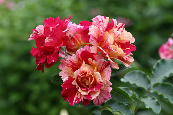 Кружевные розы: сорта и фото роз серии Ruffles