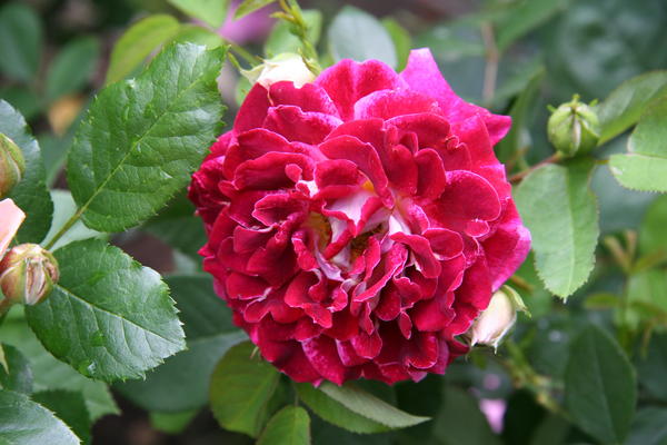 Кружевные розы: сорта и фото роз серии Ruffles