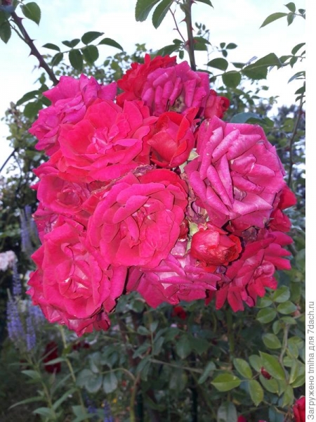Плетистые розы и клаймберы. Особенности, цветение, фотографии