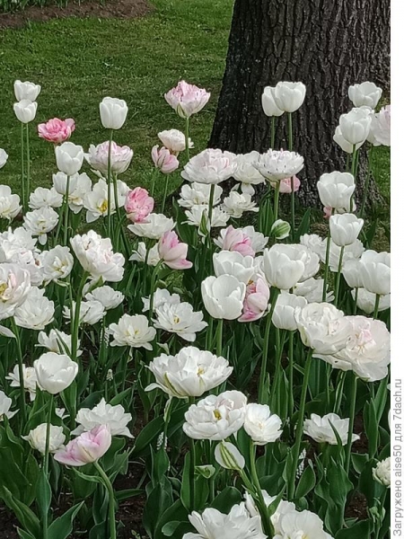 Выставка тюльпанов в Санкт-Петербурге. Фотографии