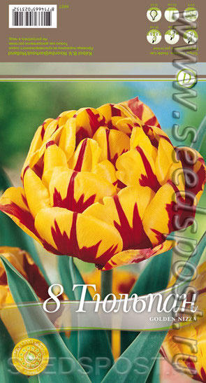 Махровые тюльпаны. Мечты в ожидании весны