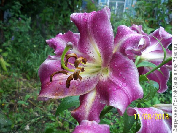 Роскошная лилия Purple Lady - "Фиолетовая леди" среди цветов