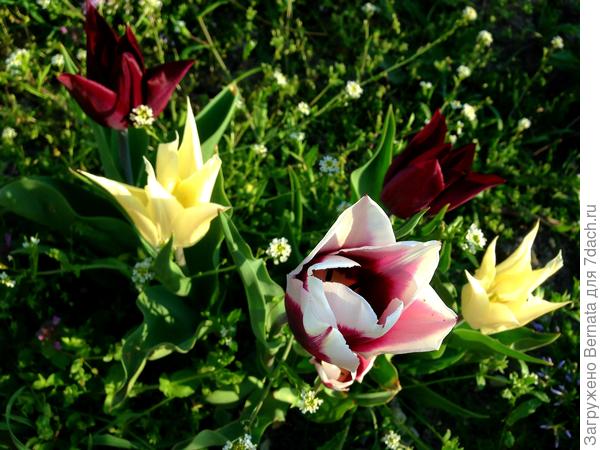 Тюльпан лилиецветный 'Sapporo': характеристики сорта, использование в цветниках, фотографии